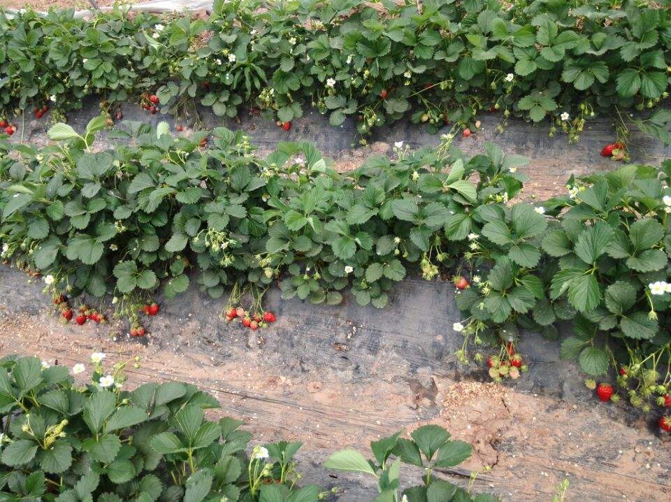 大棚草莓采用滴灌方式的作用