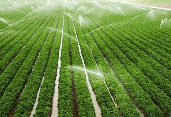 玉米常用的灌溉方式
