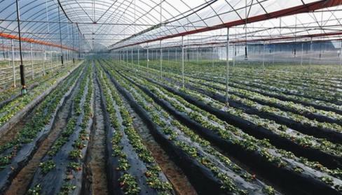 蔬菜高效水肥一体化灌溉技术的实践与发展建议