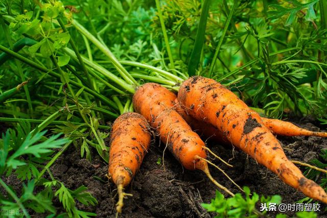 胡萝卜常用的灌溉方式有哪些