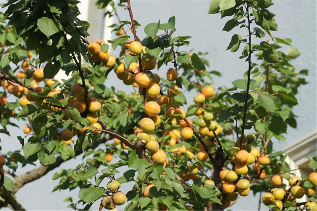 如何对杏树进行灌溉