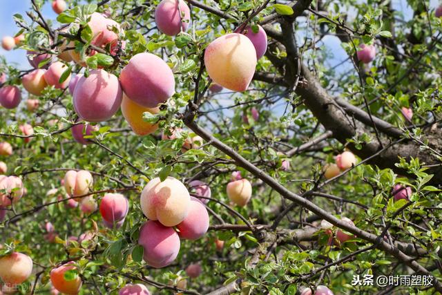 桃树的灌溉方法介绍