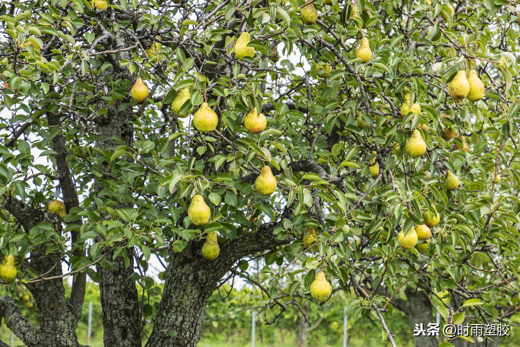 梨树如何进行科学的灌溉